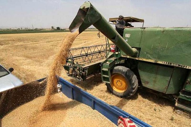  خرید تضمینی بیش از 650 هزار تن گندم در خوزستان