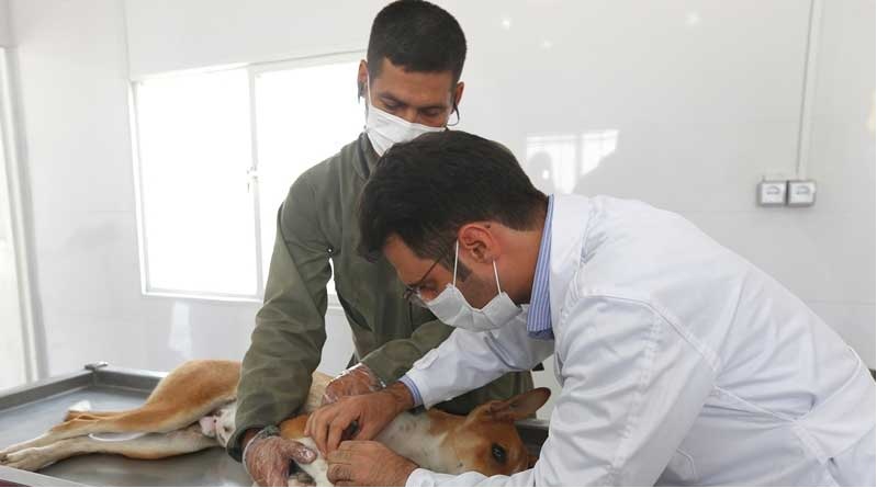  افتتاح مرکز عقیم‌سازی و کنترل سگ‌ها در اهواز
