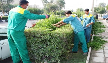  هرس کونوکارپوس‌ها برای جلوگیری از تنگی نفس پاییزه در خوزستان