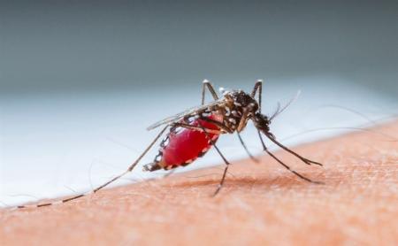  ۴ مورد ابتلا به بیماری مالاریا در استان خوزستان شناسایی شد 