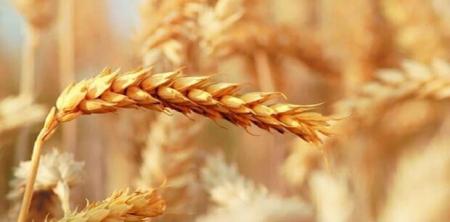  خرید یک میلیون و ۵۵۰ هزار تن گندم از کشاورزان خوزستانی