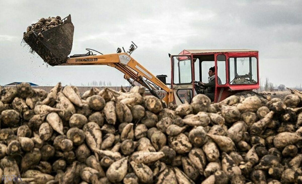  خیز خوزستان برای توسعه کشت چغندرقند